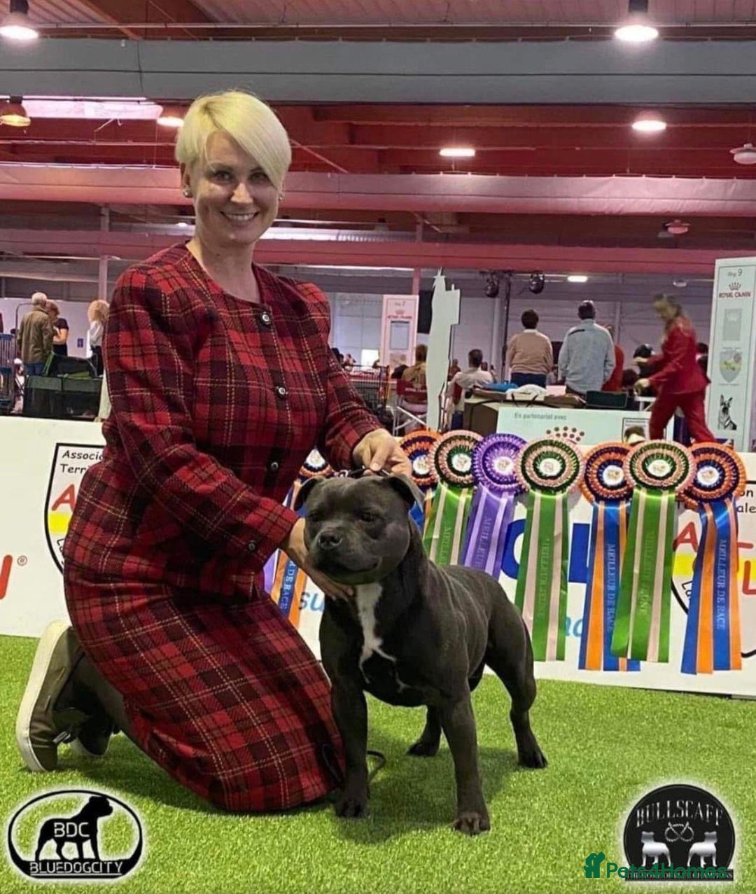 Staffordshire Bull Terrier dogs for sale: STUNNING CHAMPION BRED LITTER - Image 19