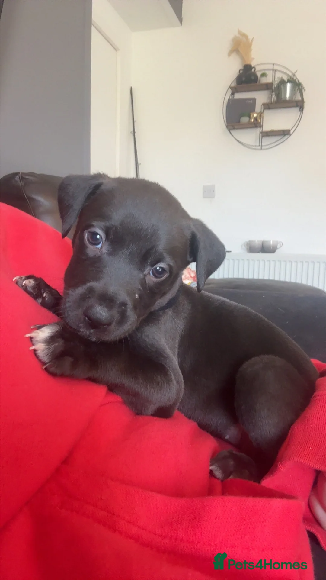 Lurcher dogs for sale: Bull cross lurcher pups  in Carluke - Advert 2