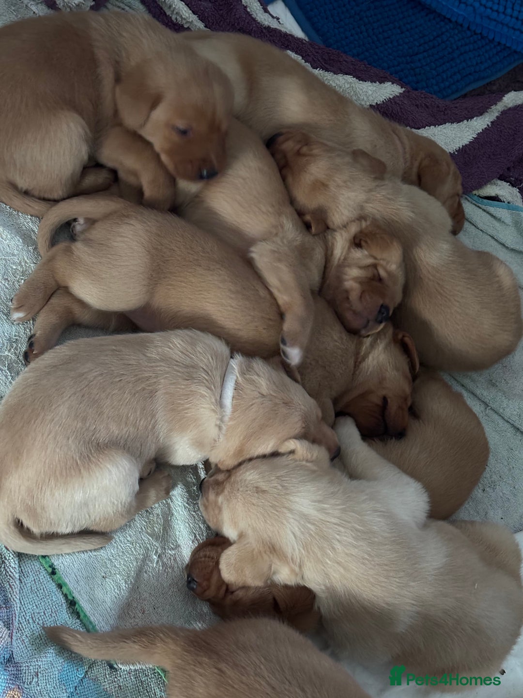 Labrador Retriever dogs for sale: KENNEL CLUB REGISTERED LABRADOR PUPPIES  - Advert 3
