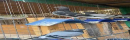 Pigeons birds for sale: Racing pigeons in Harrow - Advert 8