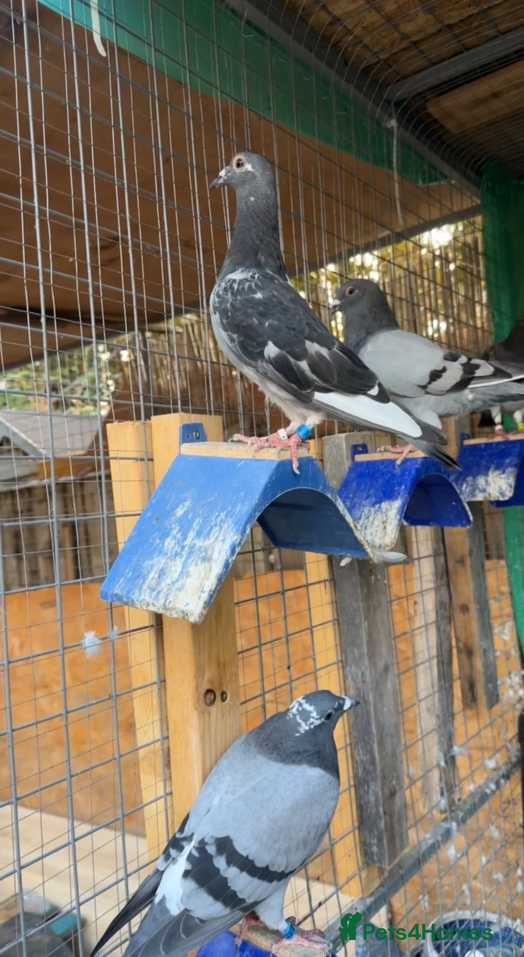 Pigeons birds for sale: Racing pigeons in Harrow - Advert 8
