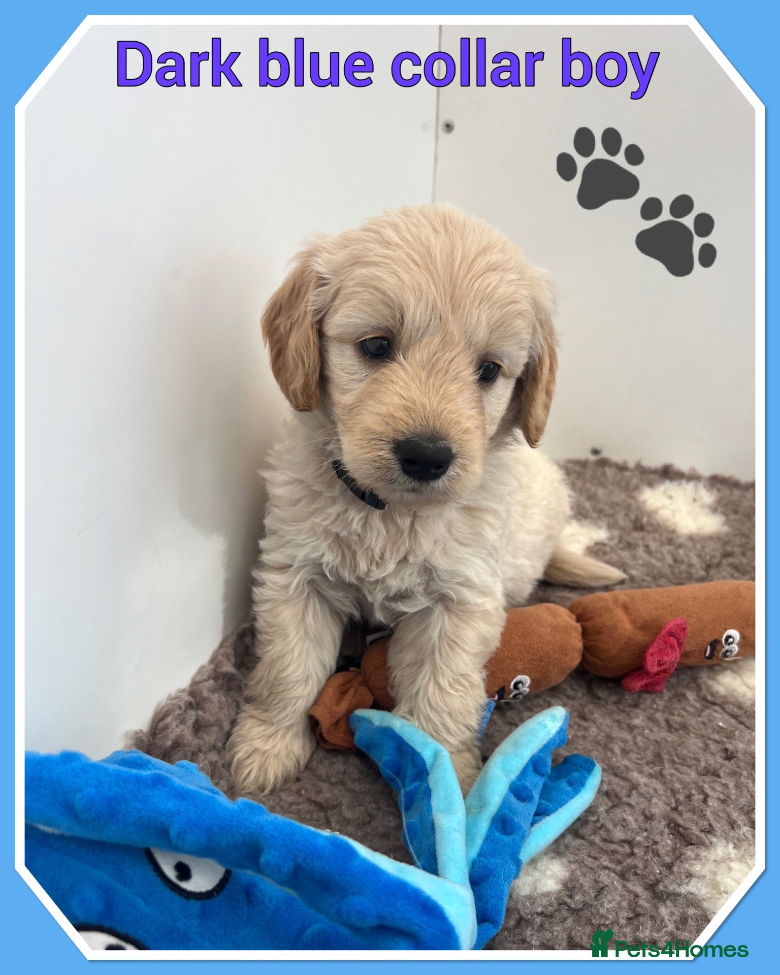 Mini Goldendoodle dogs 🐶 STUNNING F1 MINIATURE GOLDENDOODLES 🐶 - Advert 3