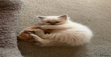 Ragdoll cats - Advert 2