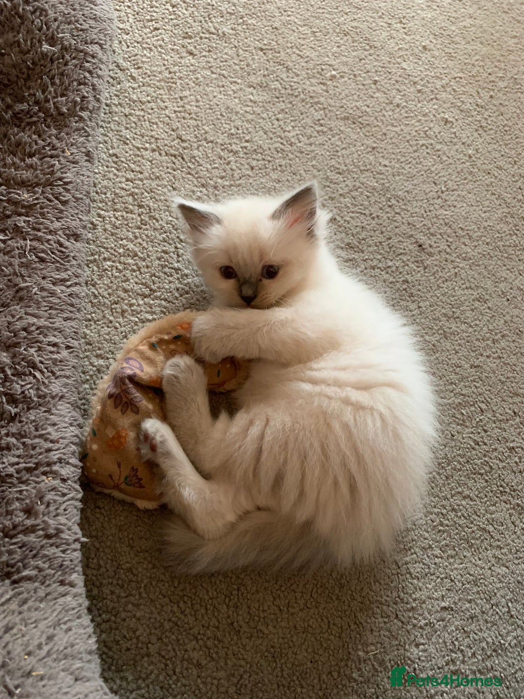 Ragdoll cats for sale: Stunning Ragdoll Kittens - Vax and chipped  - Image 3