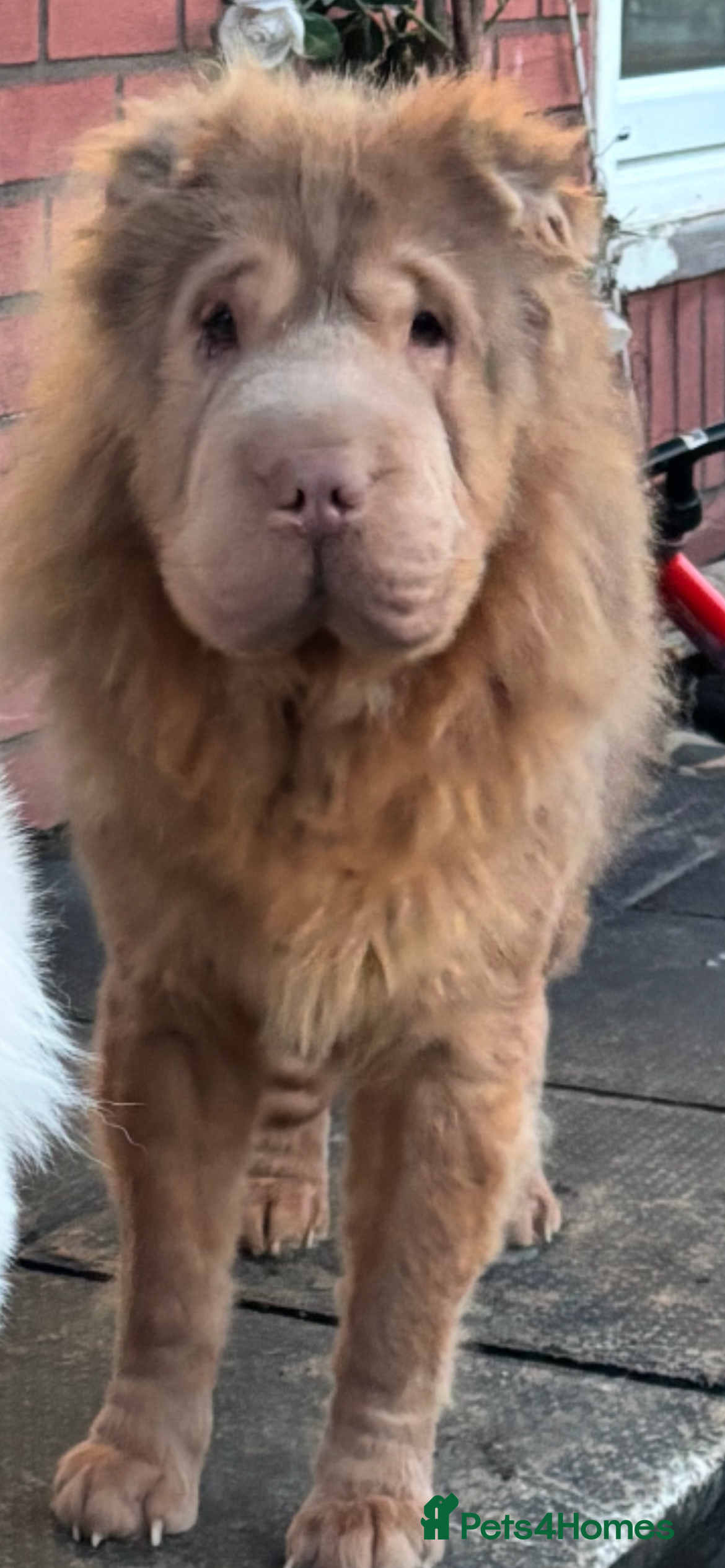 Shar Pei dogs kc reg health tested bva eye tested  - Advert 9