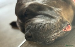 Cane Corso dogs for sale: That (Tye) looking for his forever home  - Image 13