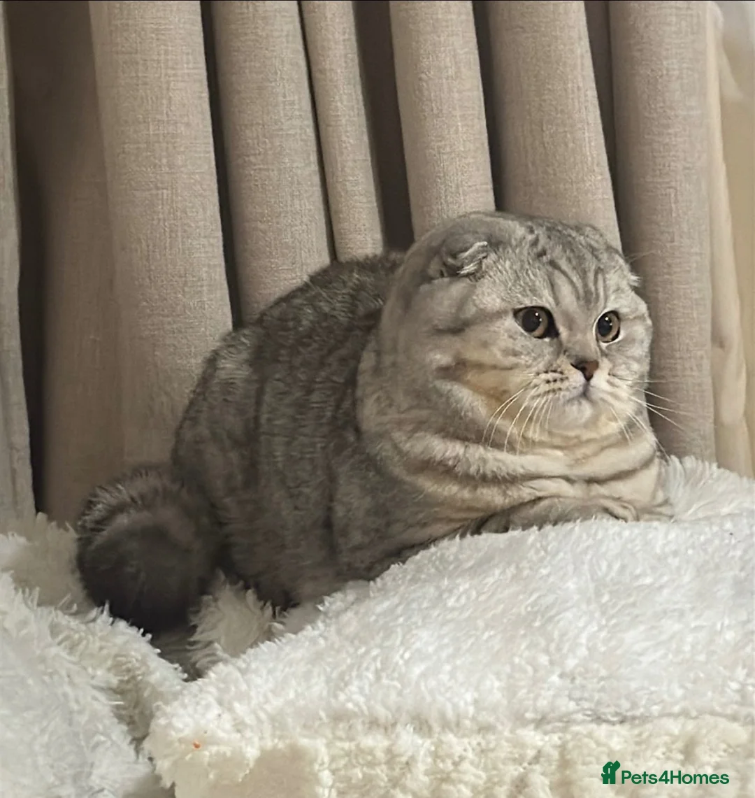 Scottish Fold cats for sale: Beautiful Scottish Straight kittens - Advert 2