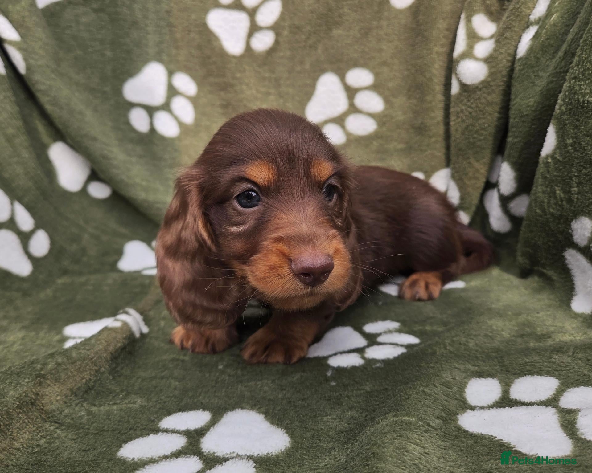 Miniature Dachshund dogs Stunning KC Registered Longhaired Mini Dachshunds - Advert 1