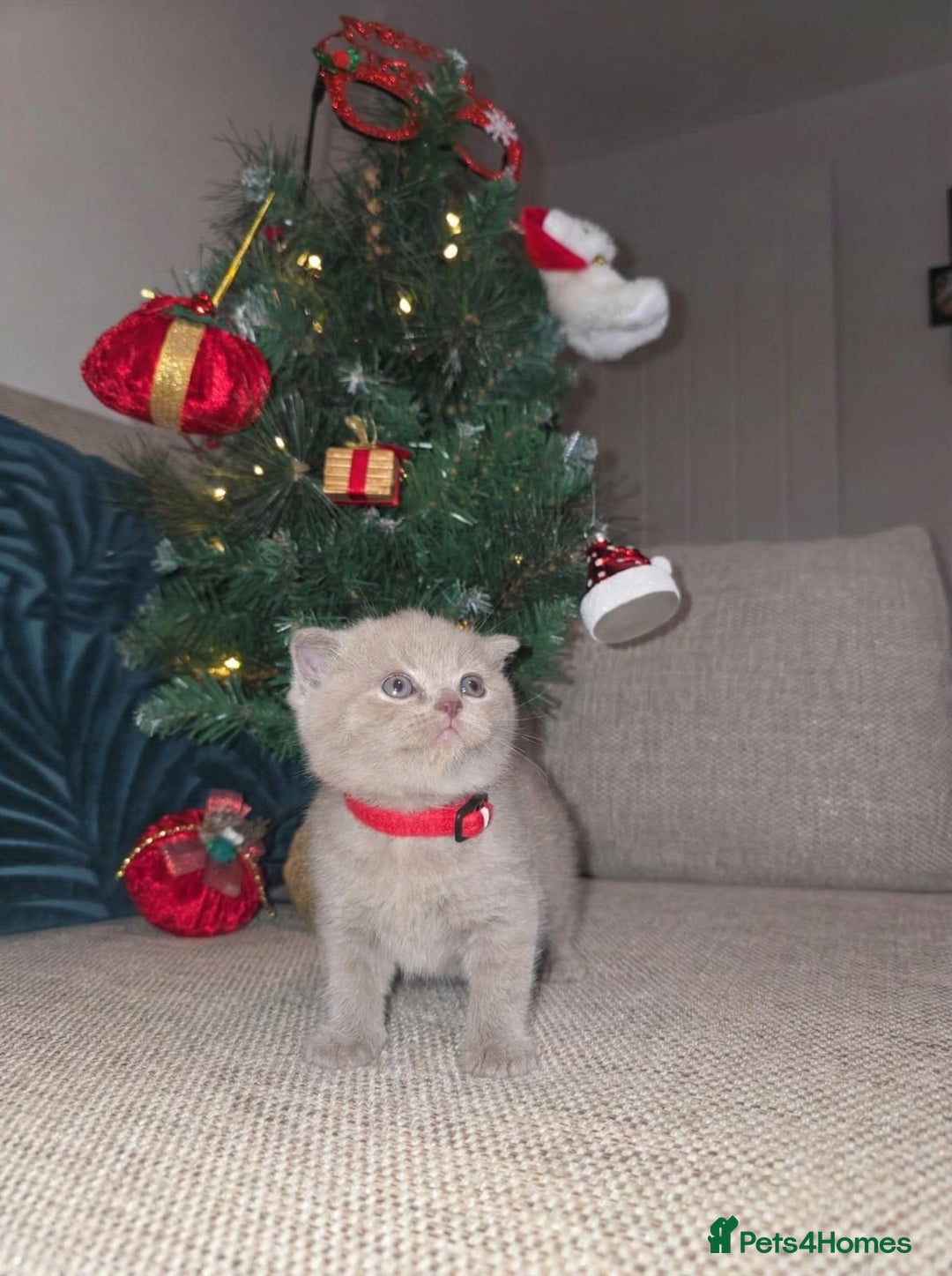 British Shorthair cats for sale:  🧶🐈‍⬛💫ADORABLE BSH KITTIES  💫🐈‍⬛🧶 - Advert 9