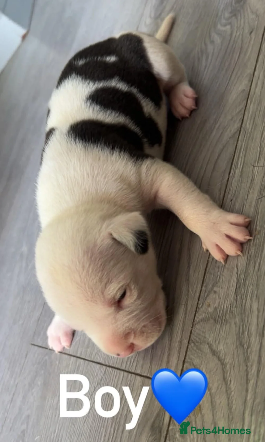 Mixed Breed dogs for sale: American bulldog X staffy pups  - Advert 10