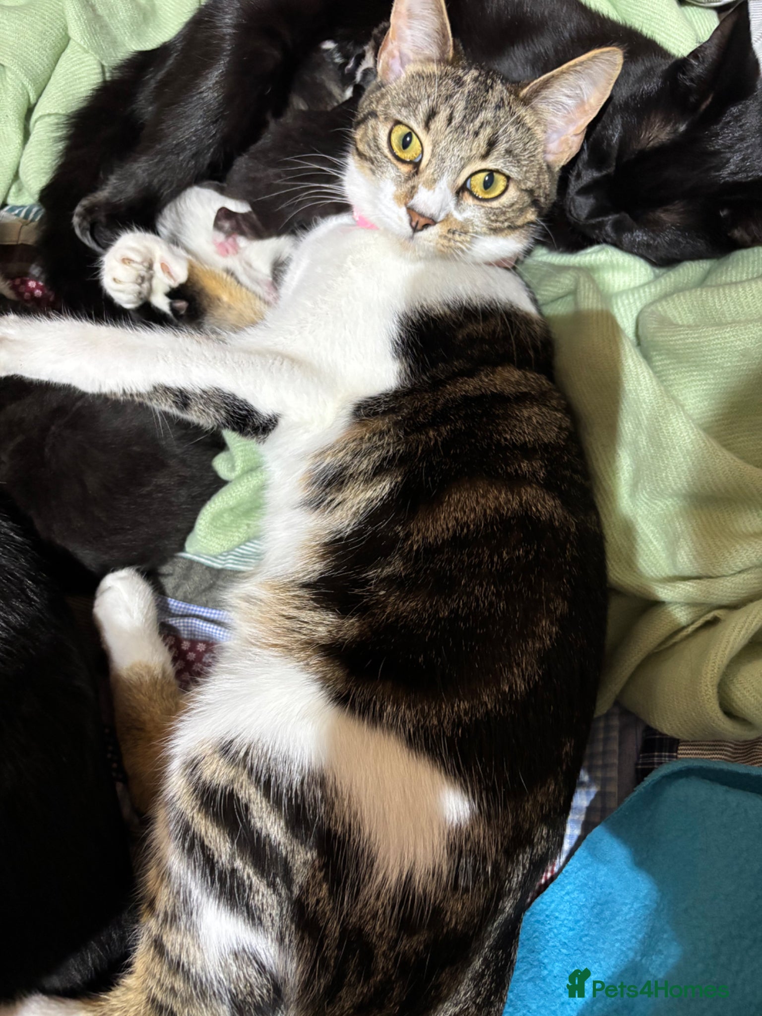 Domestic Shorthair cats 4 teeny tiny domestic shorthair tabby kittens  - Advert 4