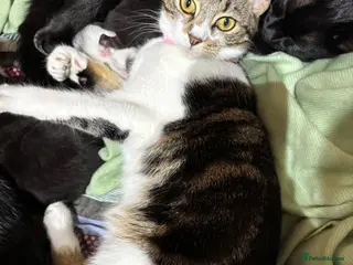 Domestic Shorthair cats 4 teeny tiny domestic shorthair tabby kittens - Advert 4