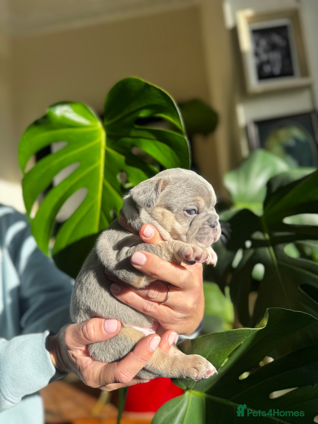 French Bulldog dogs for sale: Accepting Reservations 4 Girls,2 Boys Available  - Image 11
