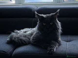 Maine Coon cats Blue boy for STUD in Ipswich - Advert 12