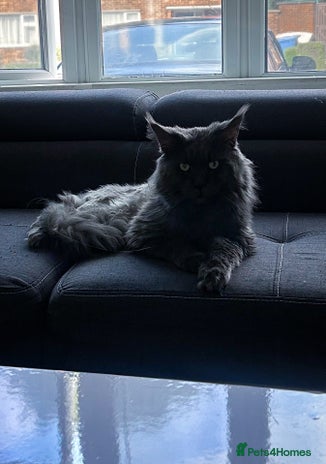 Maine Coon cats Blue boy for STUD in Ipswich - Advert 14