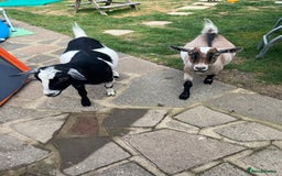 Goats livestock for sale: 2 gorgeous Pygmy whethers for sale  - Image 3
