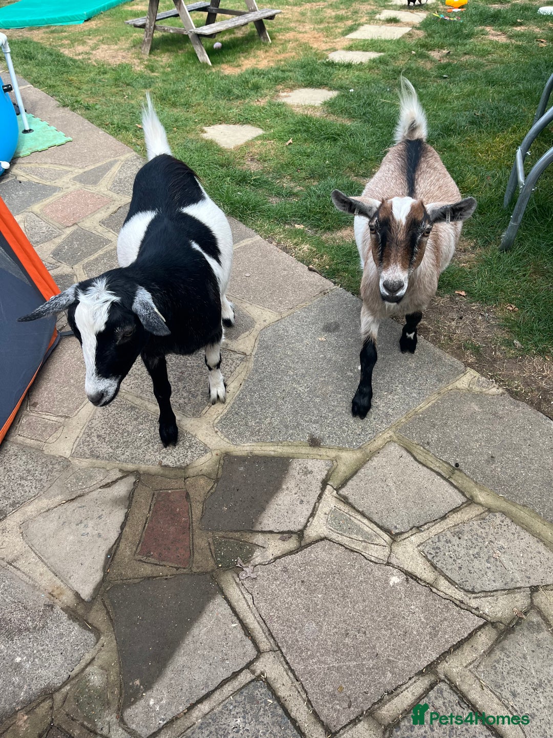 Goats livestock for sale: 2 gorgeous Pygmy whethers for sale  - Image 3