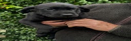 Labrador Retriever dogs for sale: Beautiful litter of Black Labrador Retriever Pups  - Advert 6