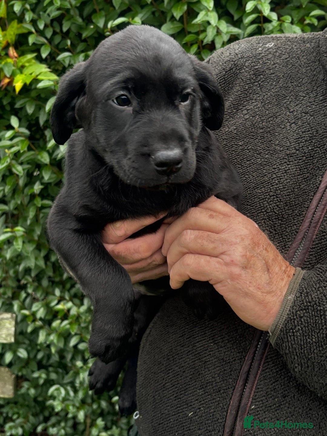 Labrador Retriever dogs for sale: Beautiful litter of Black Labrador Retriever Pups  - Advert 6