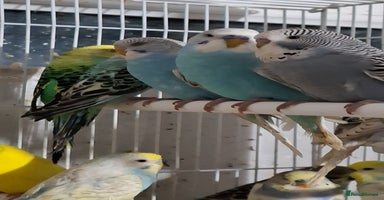 Budgerigars birds - Advert 4