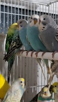 Budgerigars birds - Advert 12