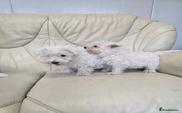 West Highland Terrier dogs for sale: KC REGISTERED WEST HIGHLAND TERRIERS - Image 7