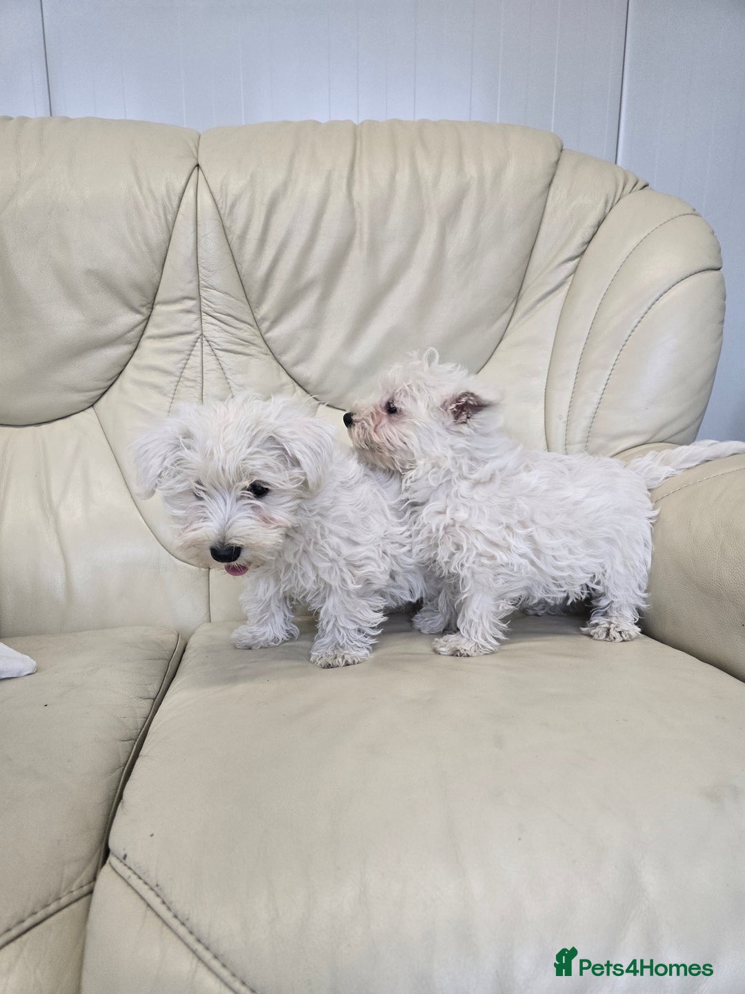 West Highland Terrier dogs for sale: KC REGISTERED WEST HIGHLAND TERRIERS - Image 7