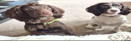 Sprocker dogs for sale: Sprocker pups in Rhyl - Advert 1