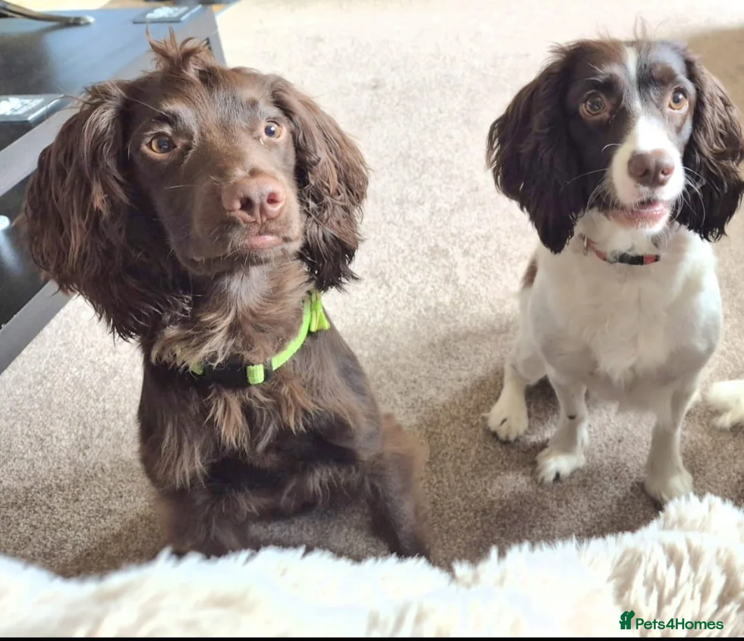 Sprocker dogs for sale: Sprocker pups in Rhyl - Advert 1