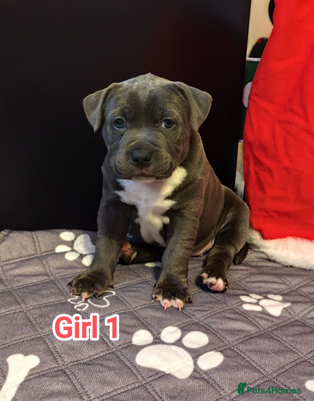 Staffordshire Bull Terrier dogs for sale: Staffordshire bull terrier puppies  - Advert 26