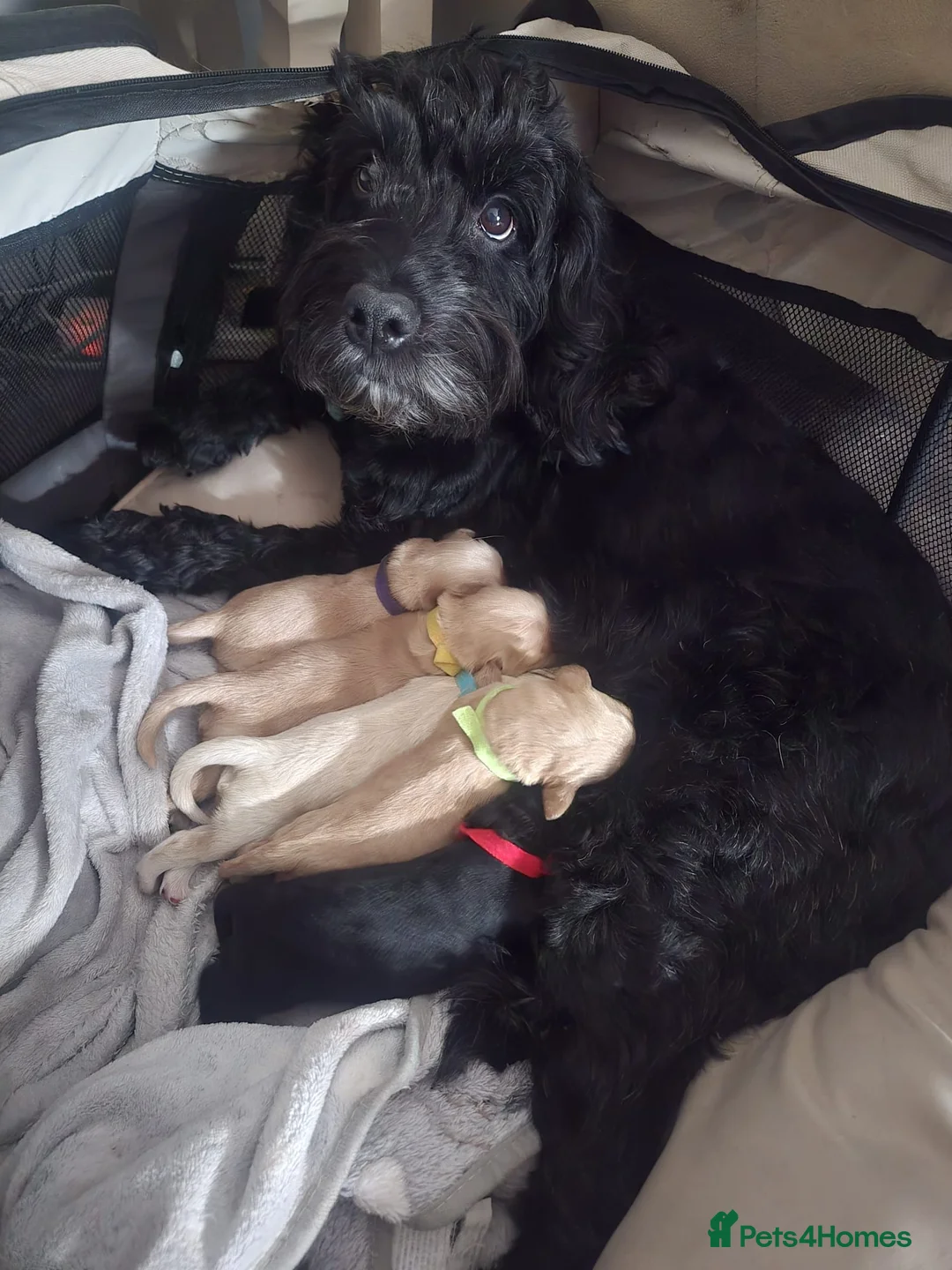 Mixed Breed dogs for sale: Golden Retriever X Cockapoo Puppies 🐾 - Advert 9