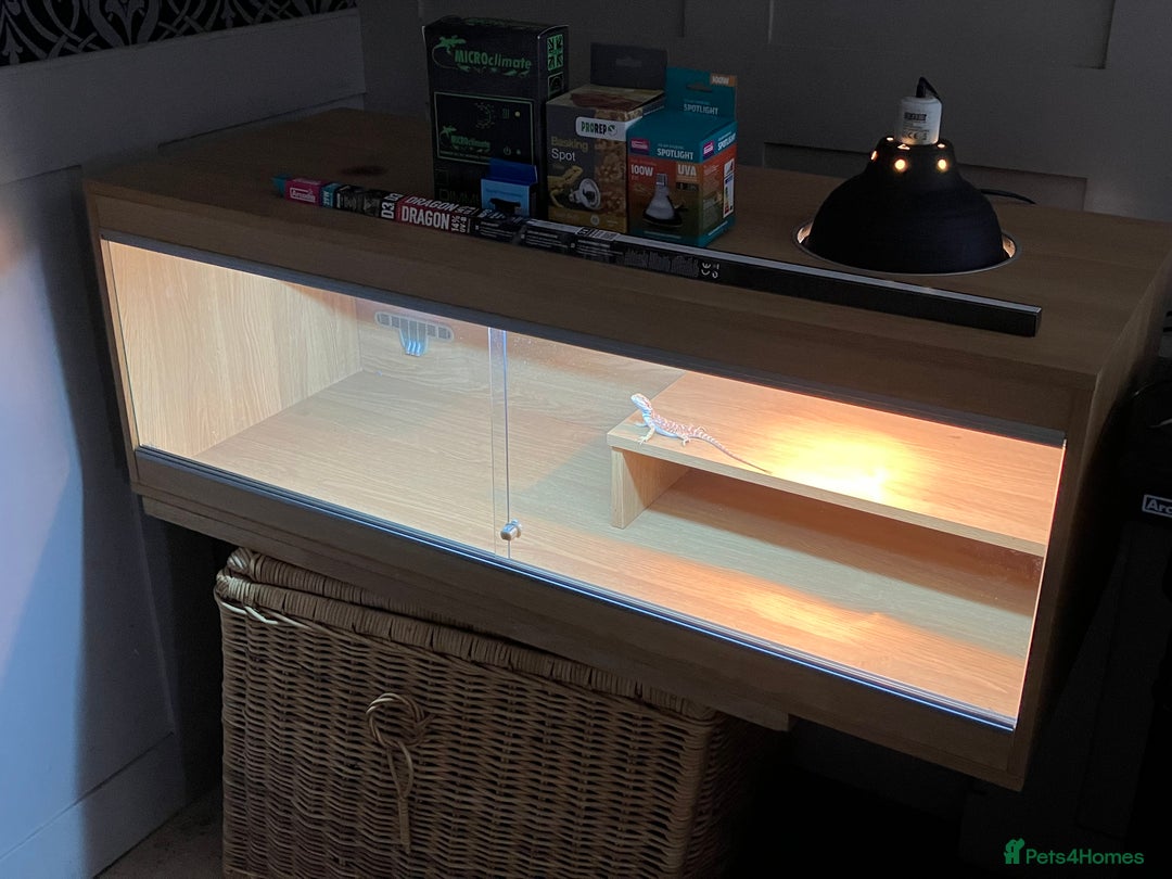 Bearded Dragon reptiles for sale: Bearded Dragon Vivarium Setup Kit in Downham Market - Image 6