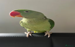 Parakeets birds for sale: Kiwi - The Alexandrian Parakeet - Image 3