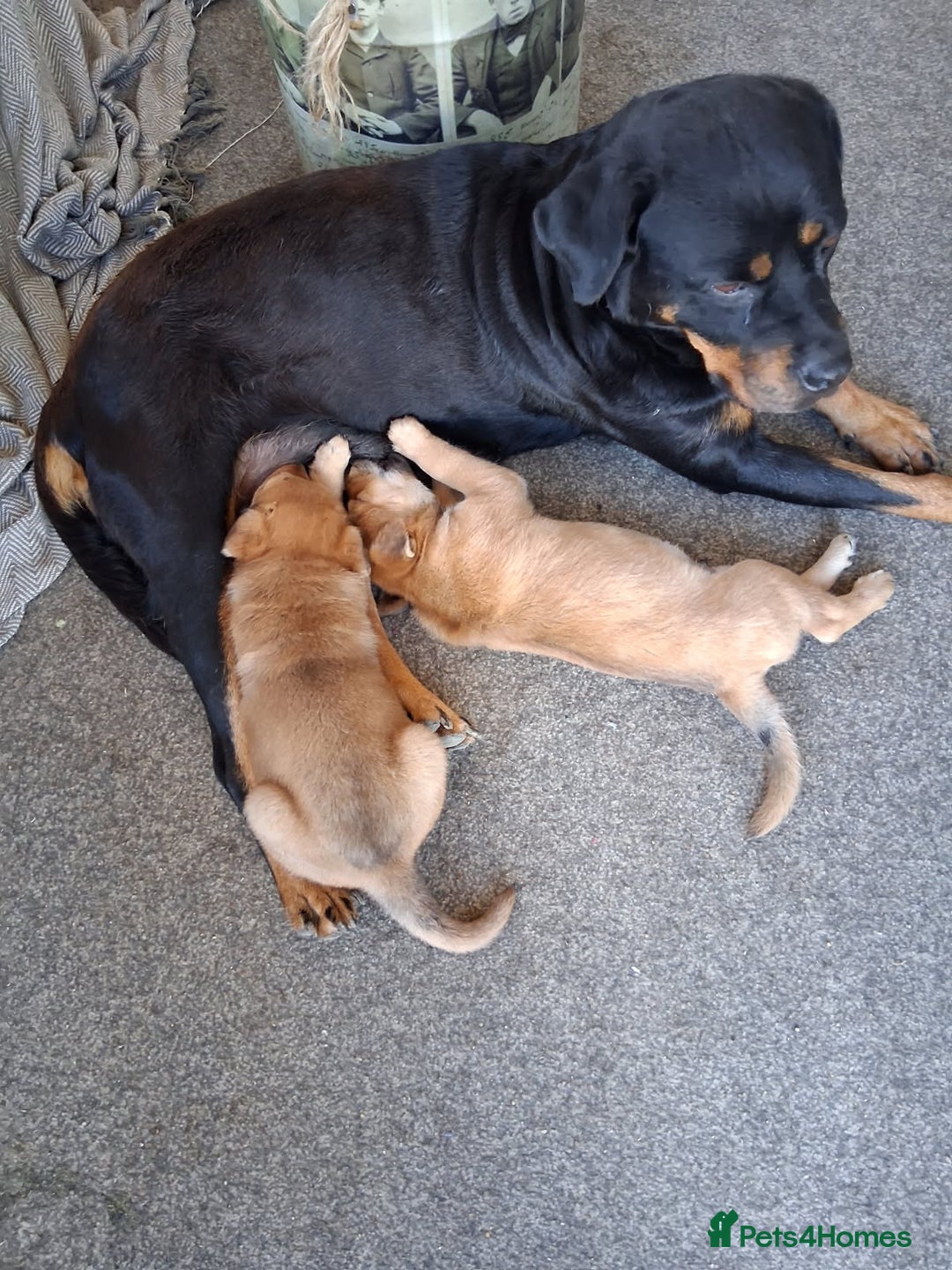Mixed Breed dogs for sale: Rottweiler mix whippet - Image 2
