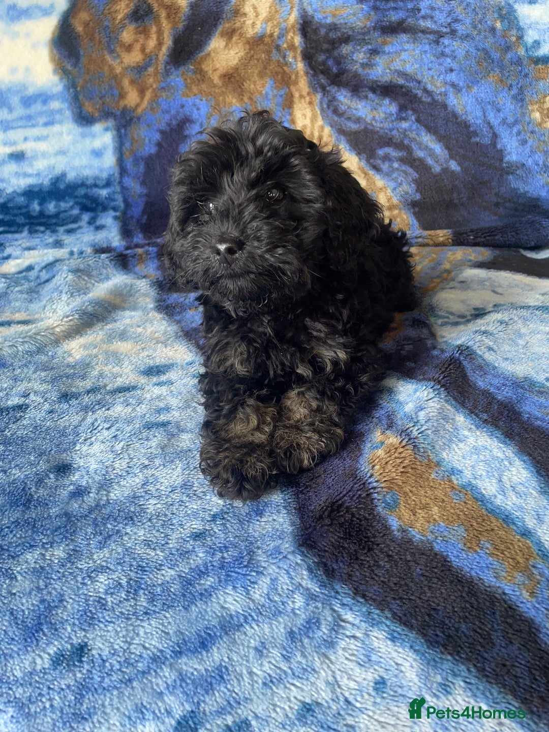 Labradoodle dogs for sale: miniature labradoodle puppies - Image 8