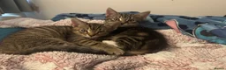 Domestic Shorthair cats for sale: 4 Beautiful Domestic Shorthair Kittens  in Chesterfield - Advert 7