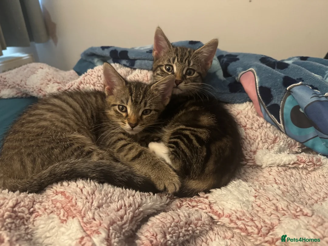 Domestic Shorthair cats for sale: 4 Beautiful Domestic Shorthair Kittens  in Chesterfield - Advert 7