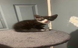 American Shorthair cats for sale: Black white kitten  - Image 6