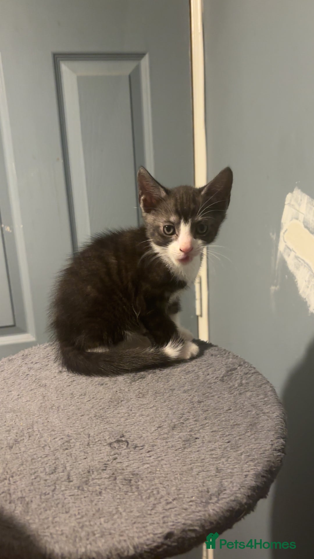 American Shorthair cats for sale: Black white kitten  - Image 6