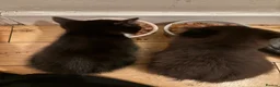 British Shorthair cats for sale: 2 lovely British short hair kittens - Advert 11