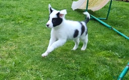 Border Collie dogs for sale: Border collie puppies for sale  - Image 14