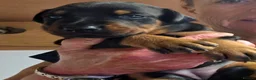 Dobermann dogs for sale: Fantastic KC Dobermann Puppies  - Advert 14