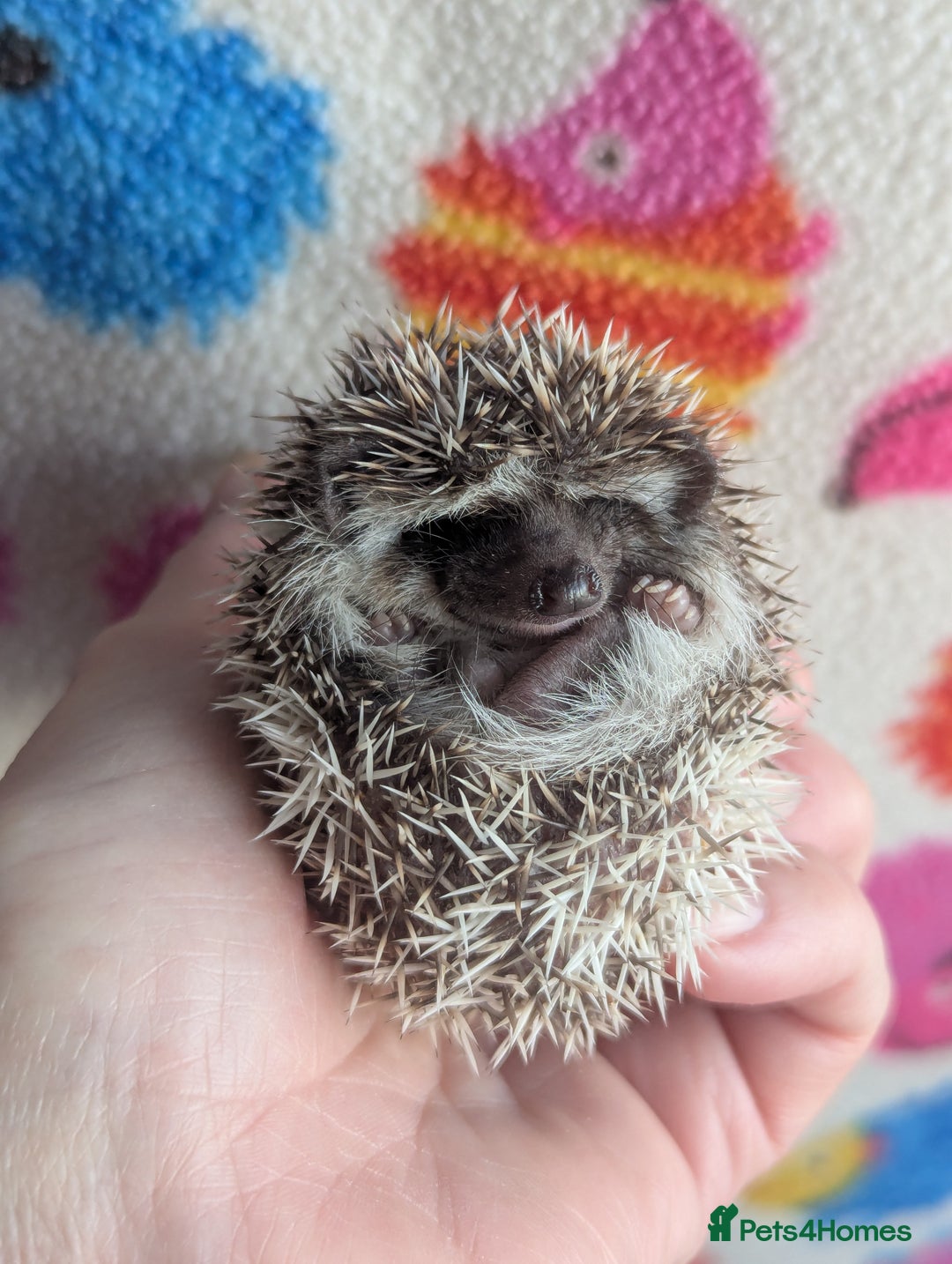 Pygmy Hedgehog rodents for sale: Gorgeous Baby Hoglets/ Ready to Reserve!!! - Advert 6