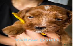 Cavapoo dogs for sale: 🌟Adorable All Red F1bb Cavapoo puppies🌟 - Image 6