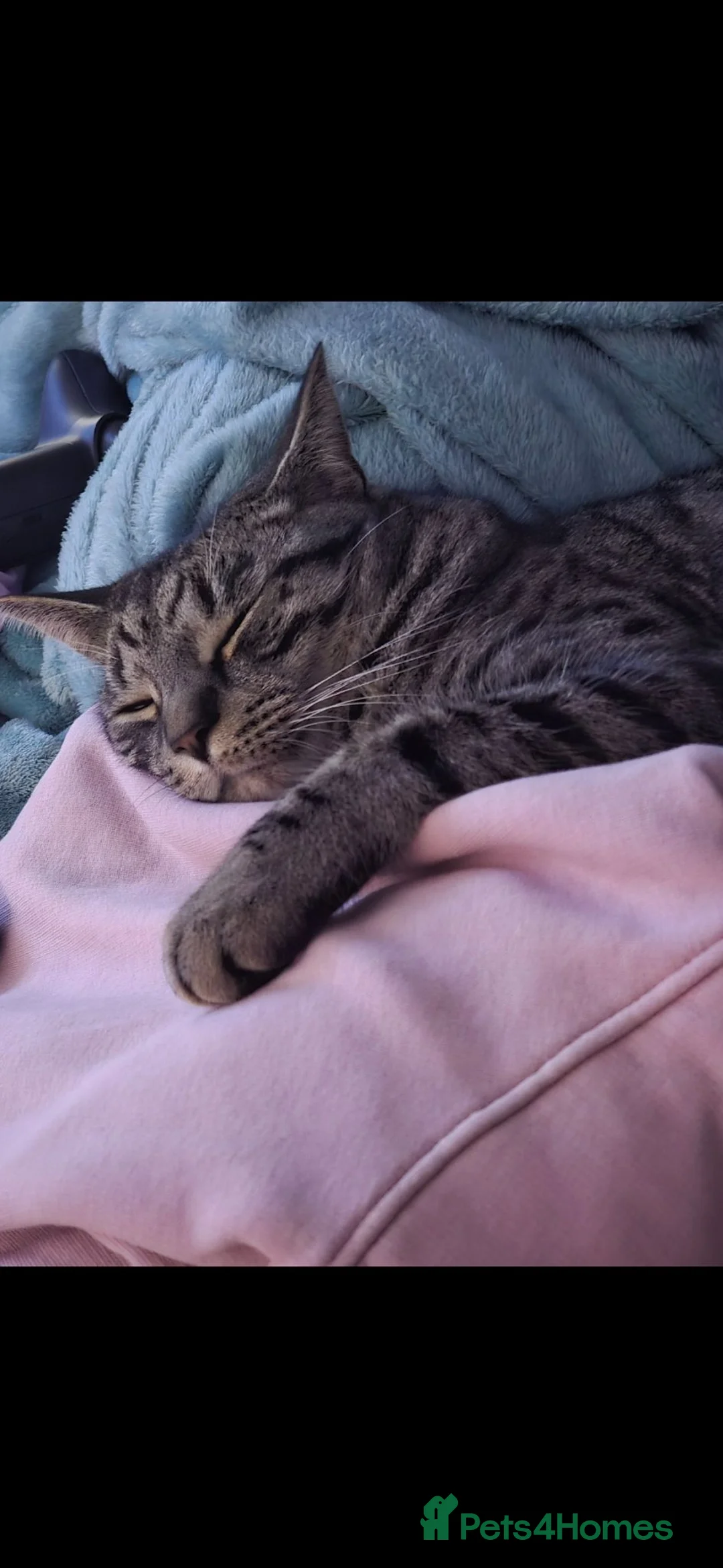 British Shorthair cats for sale: Re-home male cat - Advert 1