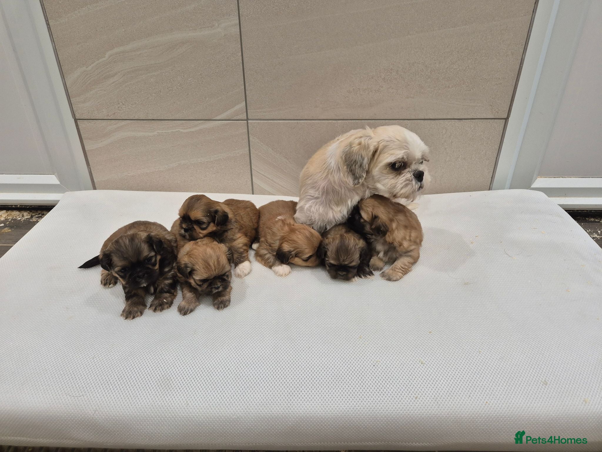 Shih Tzu dogs Shih Tzu Puppies - Advert 2