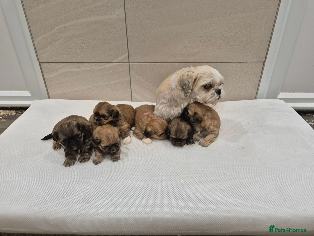 Shih Tzu dogs for sale: Shih Tzu Puppies - Advert 2