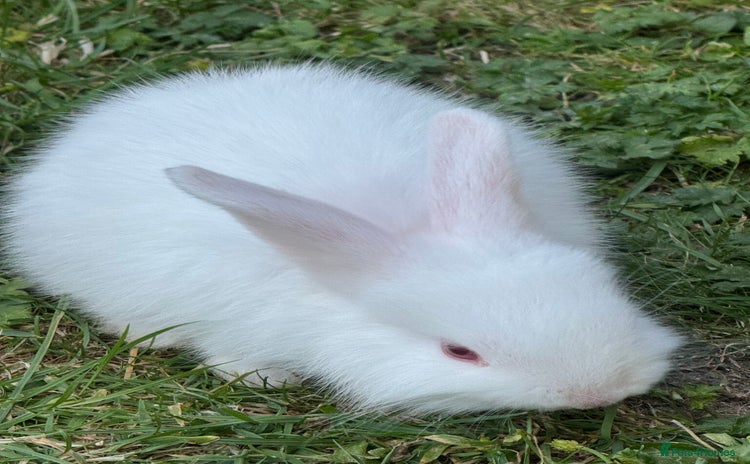 French Lop rabbits - Advert 1