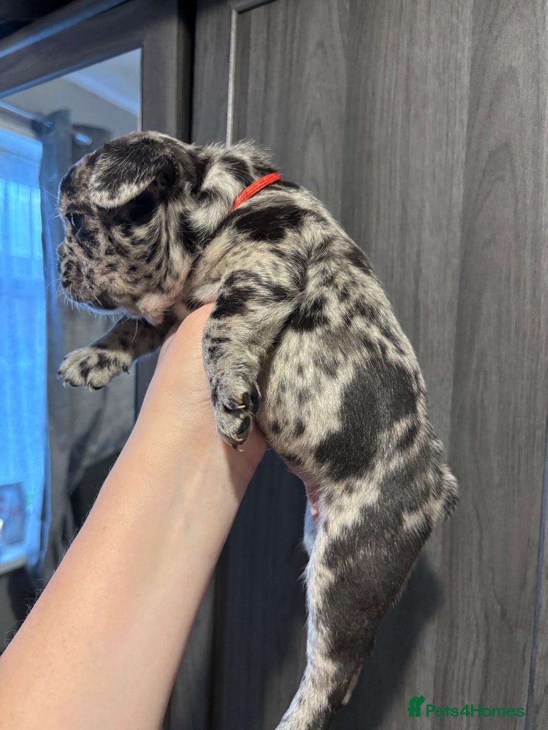 French Bulldog dogs for sale: French bulldog puppies  - Image 25