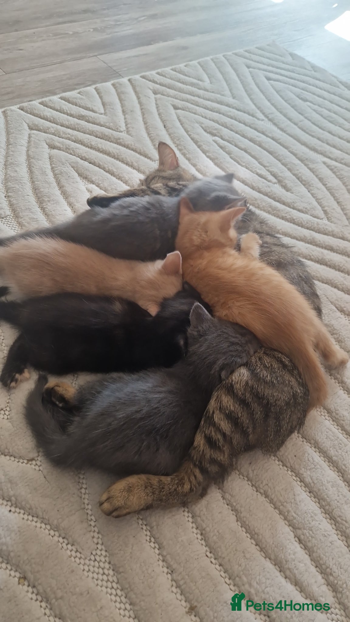 Mixed Breed cats Kitties - Advert 4